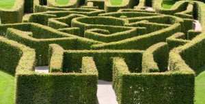 hedge maze